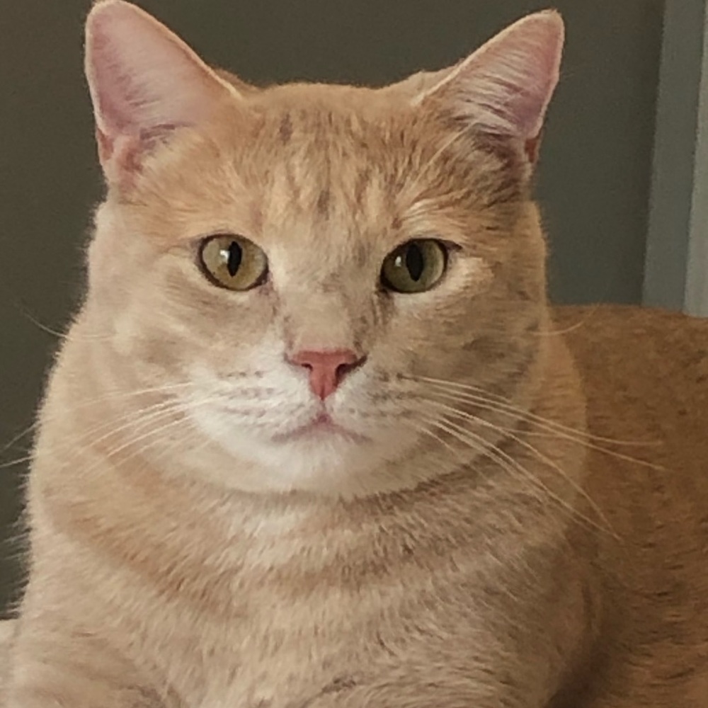 Meet your Posher, Raina